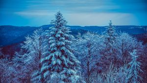 Preview wallpaper winter, trees, forest, snow, snowy