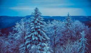 Preview wallpaper winter, trees, forest, snow, snowy