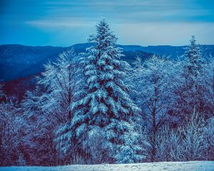 Preview wallpaper winter, trees, forest, snow, snowy