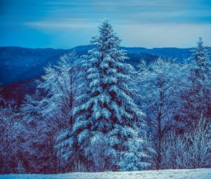 Preview wallpaper winter, trees, forest, snow, snowy