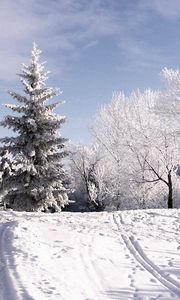 Preview wallpaper winter, trees, hoarfrost, ski track, traces, snow, sky, clouds, lifting