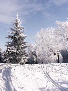 Preview wallpaper winter, trees, hoarfrost, ski track, traces, snow, sky, clouds, lifting