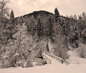 Preview wallpaper winter, trees, hoarfrost, bridge, snow, terribly, gloomy, weight