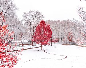 Preview wallpaper winter, trees, snow, park