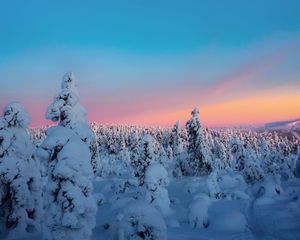 Preview wallpaper winter, trees, snow, horizon, snowy