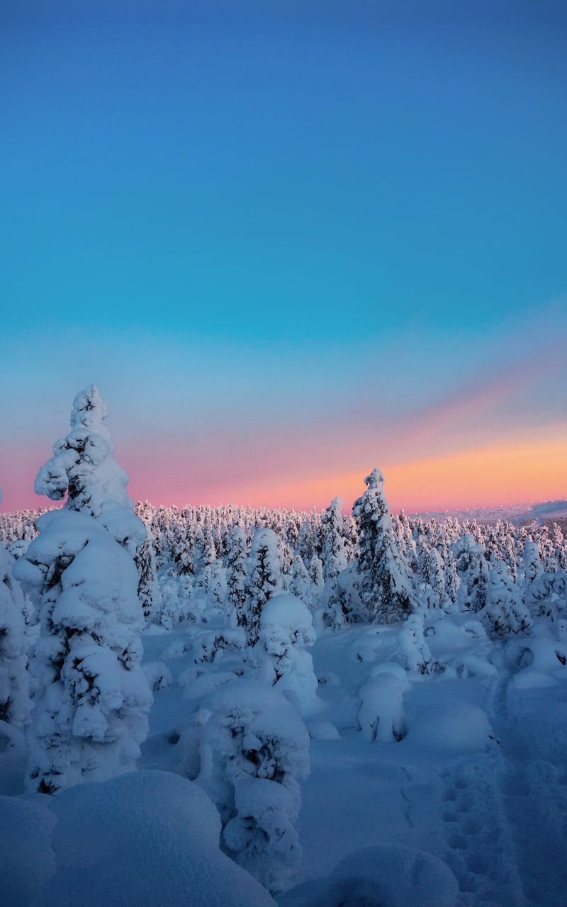 800x1280 Wallpaper winter, trees, snow, horizon, snowy