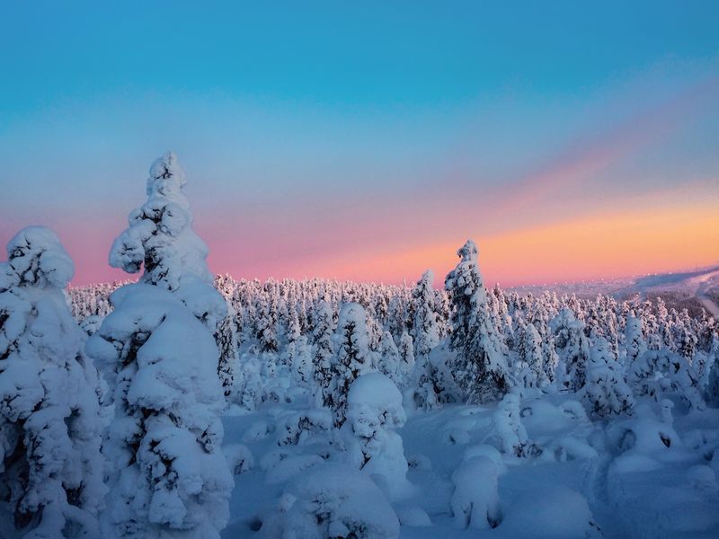 800x600 Wallpaper winter, trees, snow, horizon, snowy