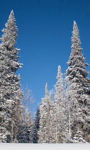 Preview wallpaper winter, trees, snow, fir-trees, hoarfrost, sky, landscape