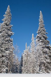 Preview wallpaper winter, trees, snow, fir-trees, hoarfrost, sky, landscape