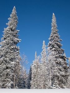 Preview wallpaper winter, trees, snow, fir-trees, hoarfrost, sky, landscape