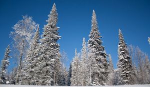 Preview wallpaper winter, trees, snow, fir-trees, hoarfrost, sky, landscape