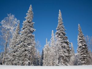 Preview wallpaper winter, trees, snow, fir-trees, hoarfrost, sky, landscape