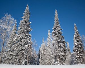 Preview wallpaper winter, trees, snow, fir-trees, hoarfrost, sky, landscape