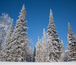 Preview wallpaper winter, trees, snow, fir-trees, hoarfrost, sky, landscape