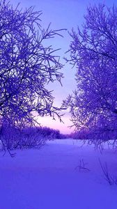 Preview wallpaper winter, trees, snow, snowdrifts, evening