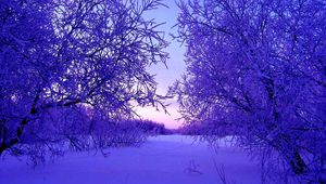 Preview wallpaper winter, trees, snow, snowdrifts, evening