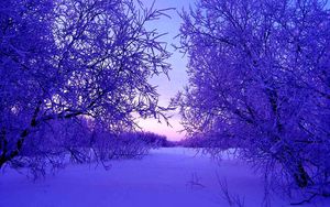 Preview wallpaper winter, trees, snow, snowdrifts, evening