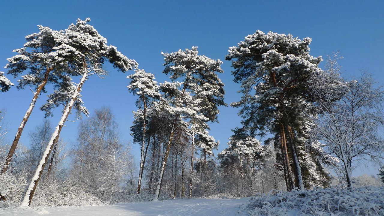 Wallpaper winter, trees, snow, kroner, mighty