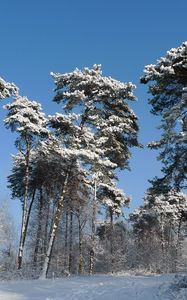 Preview wallpaper winter, trees, snow, kroner, mighty