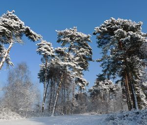 Preview wallpaper winter, trees, snow, kroner, mighty
