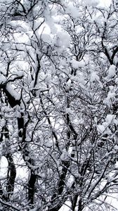 Preview wallpaper winter, trees, snow