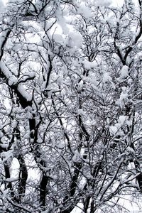 Preview wallpaper winter, trees, snow