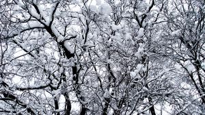 Preview wallpaper winter, trees, snow