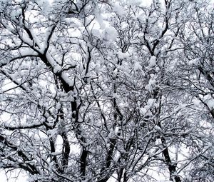 Preview wallpaper winter, trees, snow