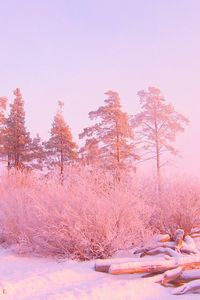 Preview wallpaper winter, trees, snow drifts, logs, in december, light