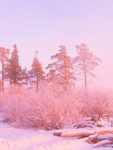 Preview wallpaper winter, trees, snow drifts, logs, in december, light