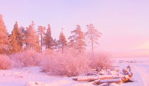 Preview wallpaper winter, trees, snow drifts, logs, in december, light