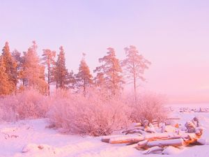 Preview wallpaper winter, trees, snow drifts, logs, in december, light