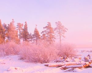 Preview wallpaper winter, trees, snow drifts, logs, in december, light