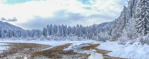 Preview wallpaper winter, trees, spruce, landscape, kranjska gora, slovenia
