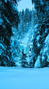 Preview wallpaper winter, trees, spruce, snow, landscape