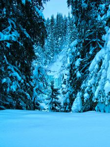 Preview wallpaper winter, trees, spruce, snow, landscape