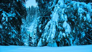 Preview wallpaper winter, trees, spruce, snow, landscape