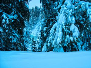 Preview wallpaper winter, trees, spruce, snow, landscape