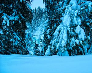 Preview wallpaper winter, trees, spruce, snow, landscape