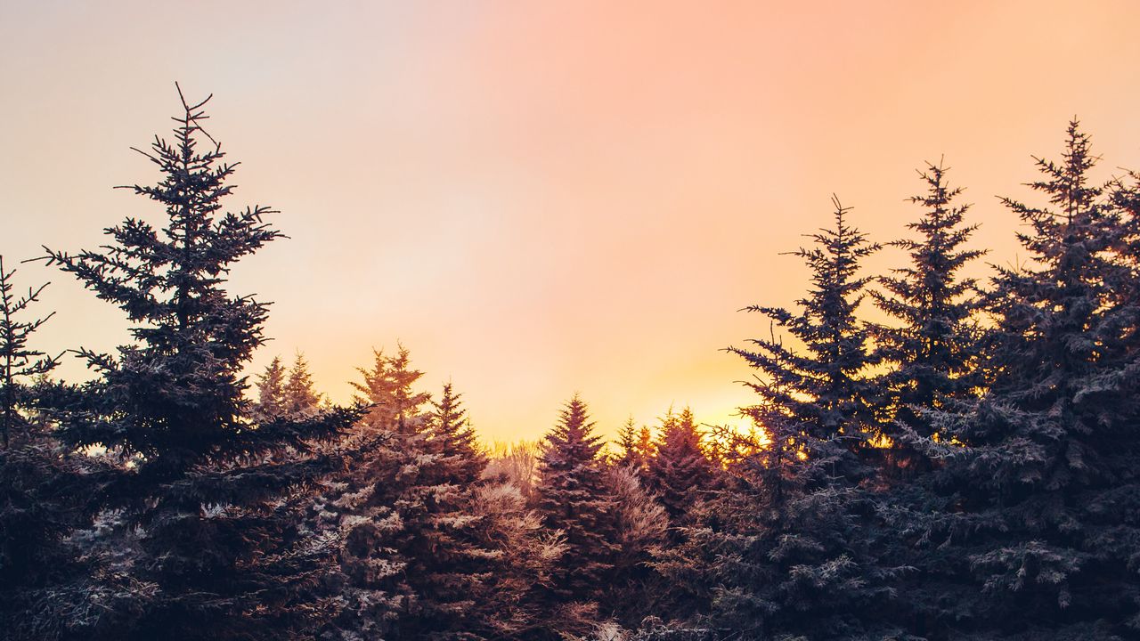 Wallpaper winter, trees, sunset, view, landscape