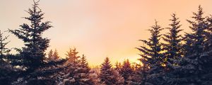 Preview wallpaper winter, trees, sunset, view, landscape