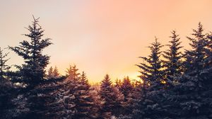 Preview wallpaper winter, trees, sunset, view, landscape