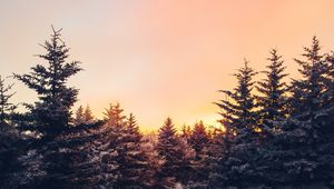 Preview wallpaper winter, trees, sunset, view, landscape