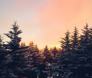 Preview wallpaper winter, trees, sunset, view, landscape