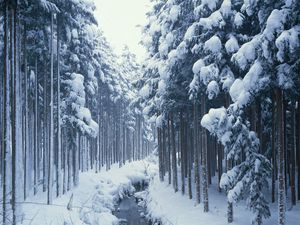 Preview wallpaper winter, trees, wood, river, stream, channel, cold, border, young growth