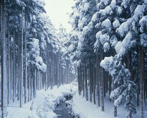 Preview wallpaper winter, trees, wood, river, stream, channel, cold, border, young growth