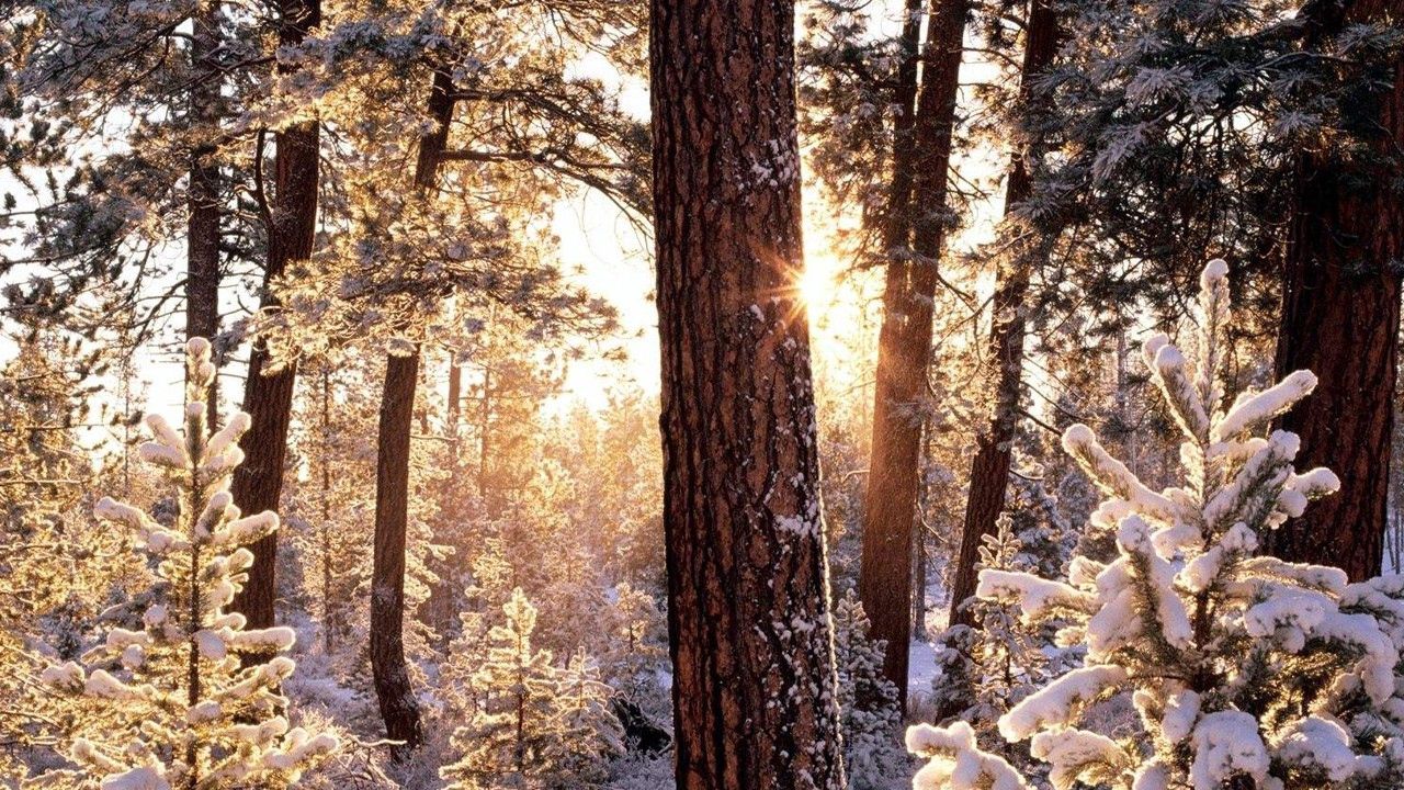 Wallpaper winter, wood, tree, sun, morning, snowboard