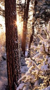 Preview wallpaper winter, wood, tree, sun, morning, snowboard