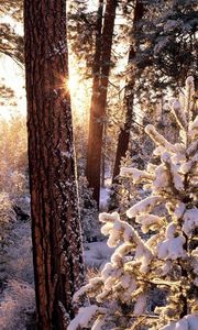 Preview wallpaper winter, wood, tree, sun, morning, snowboard