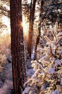 Preview wallpaper winter, wood, tree, sun, morning, snowboard